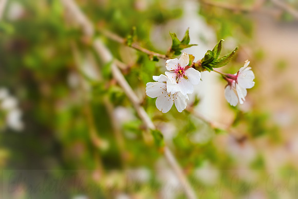 Weeping Cherry