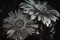 Gerber Daisies in Black and White