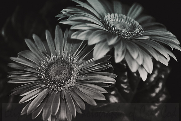 Gerber Daisies in Black and White