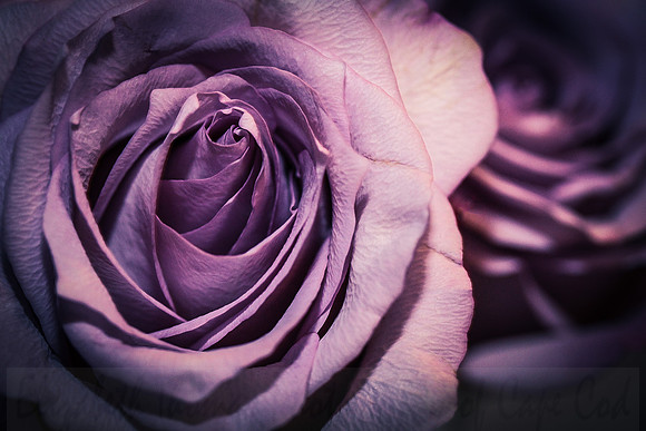 Purple Rose