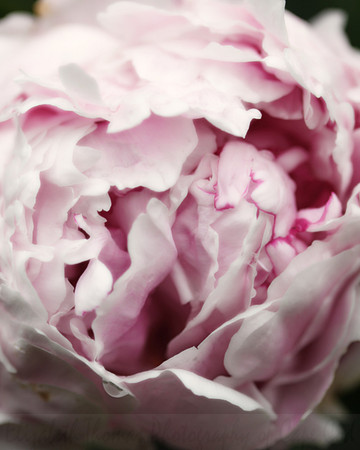 Pink Peony