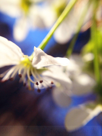 Blue and White Bradford Pear Blossom