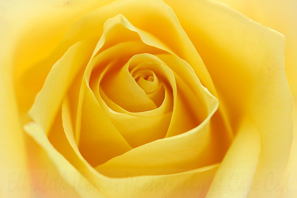 Yellow Macro Rose Bloom