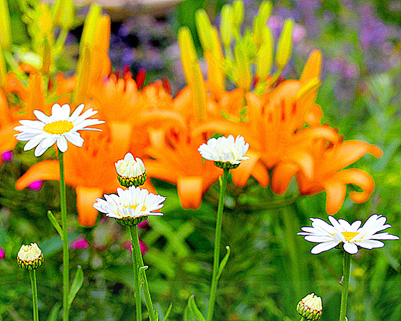 White Gerber Daisy Orange Asiatic Lily