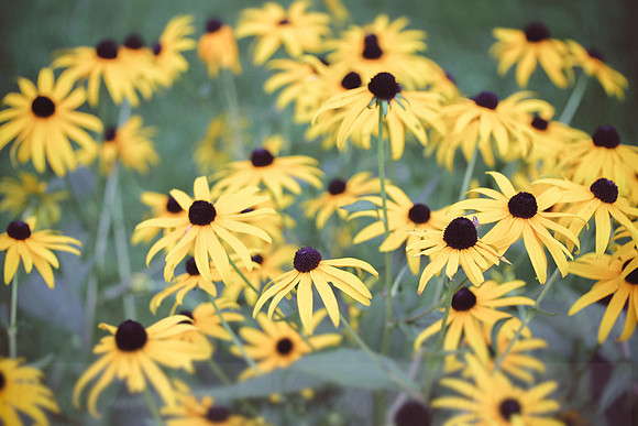 Black Eyed Susan