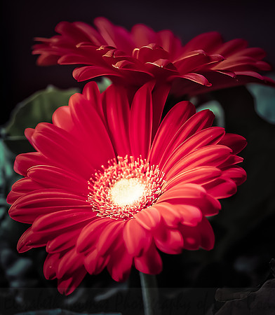 Orange Gerber Daisy Flowers