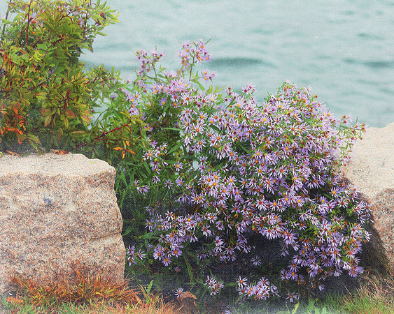 Seaside Purple Wildflower