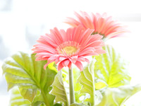 Gerber Daisy