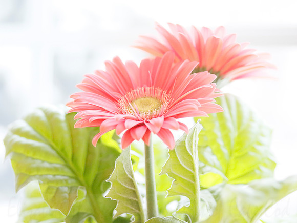 Gerber Daisy
