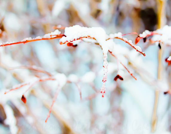 Vibrant Burning Bush Branch Covered in Snow