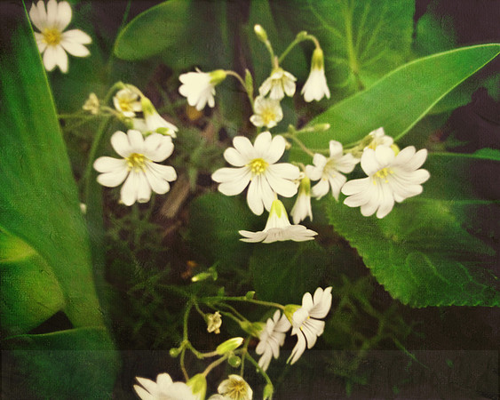 Macro White Flower Blossoms