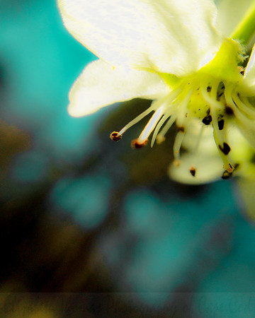 Bradford_Pear_2