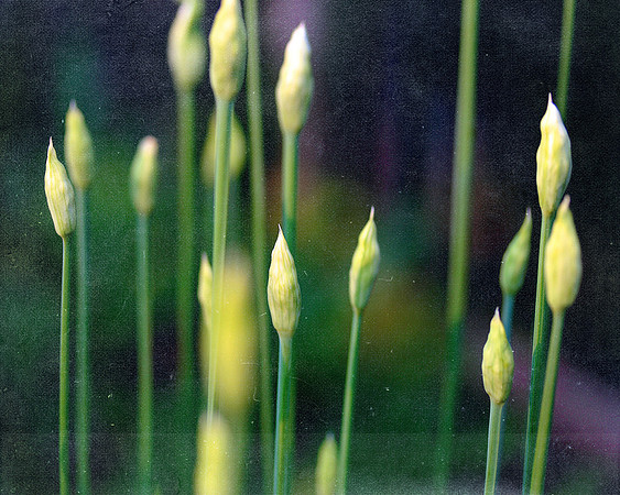 Onion Garlic Blooms