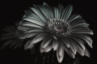Gerber Daisy in Black and White