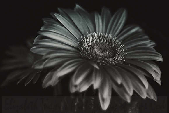 Gerber Daisy in Black and White