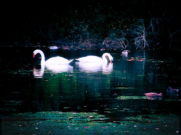 Loving Swans