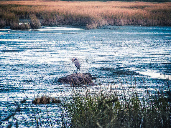 Blue Heron Bird