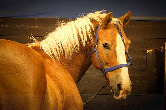 Horse 2