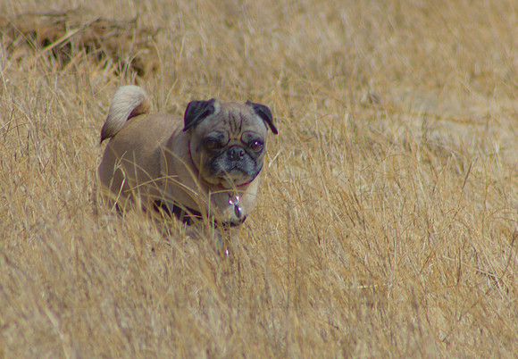 Virgil the Rescue Pug