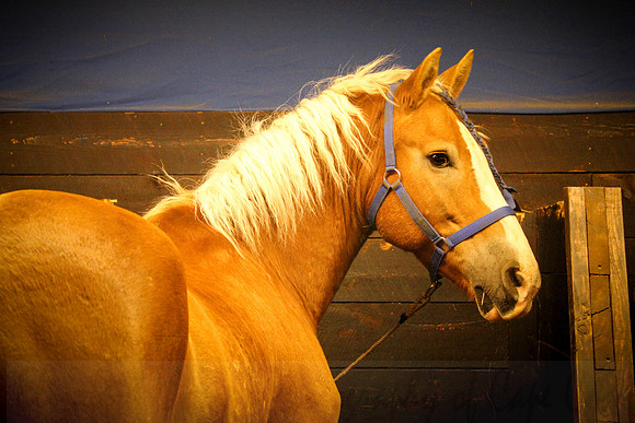 Horse 3