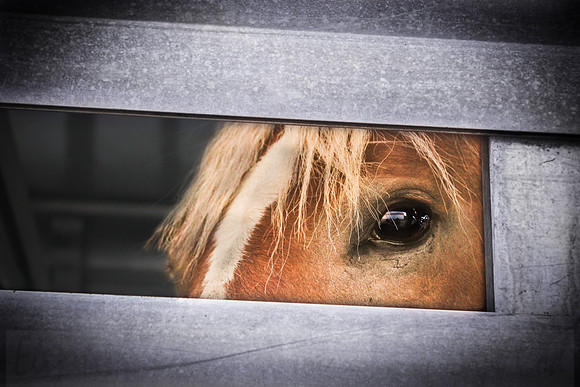 The Eye of the Horse