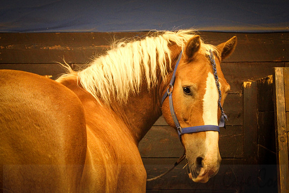 Horse 1