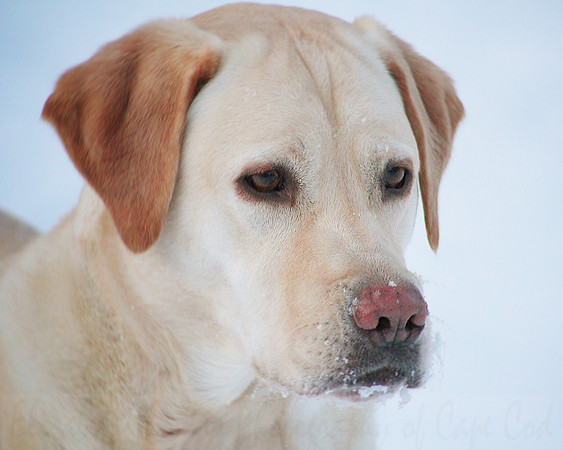 Brady the Yellow Labrador Retriever