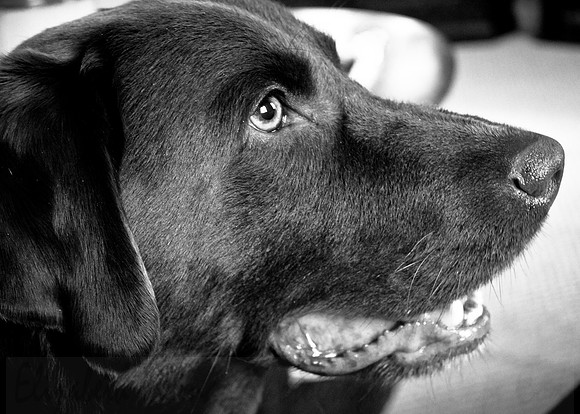 Harry the Chocolate Labrador Retriever