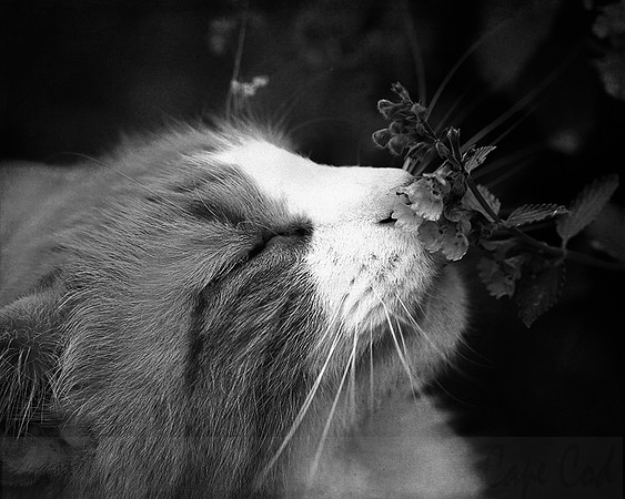 Tobey_Cat-Mint
