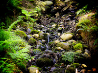 Capilano Stream Vancouver British Columbia Canada