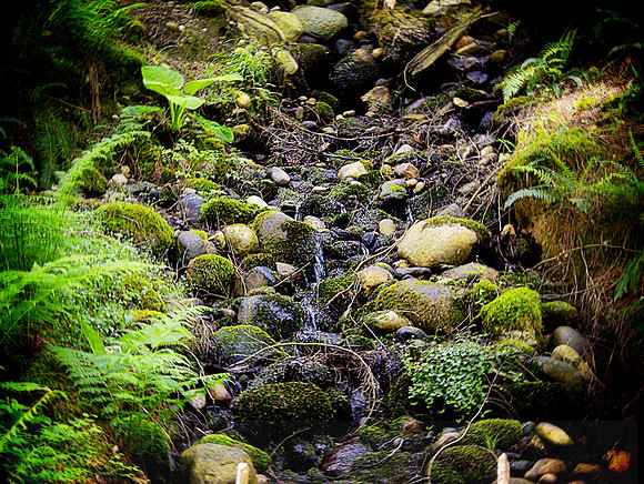 Capilano Stream Vancouver British Columbia Canada