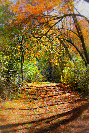Fall in all its Autumnal Glory