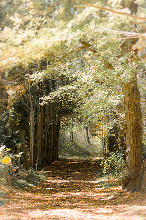 A Subtle View of Fall