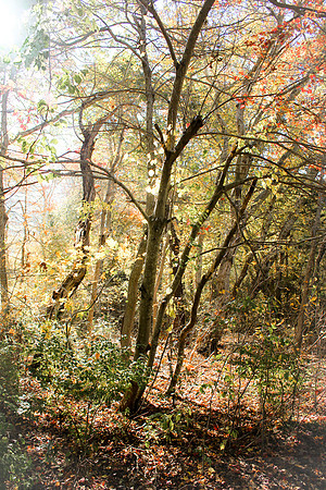 A Surreal Autumn Moment