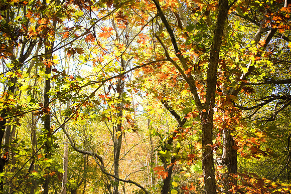 Fall and All its Vibrant Warm Colors