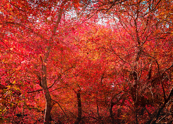 Fall is a blaze in Red