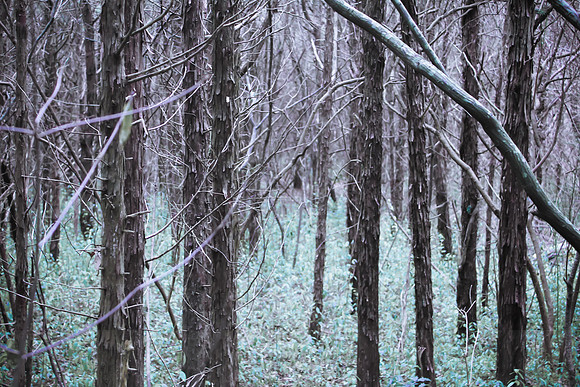Effervescent Trees
