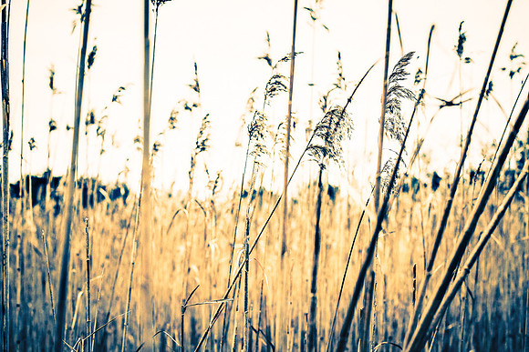 Marsh Grass
