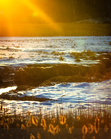 Massachusetts Salt Marsh in Winter