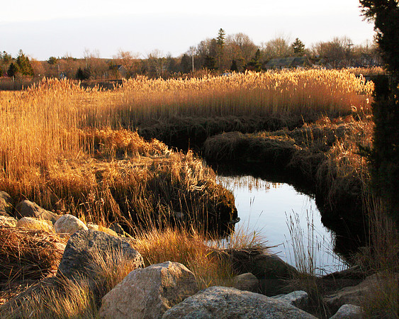 Salt Marsh, Sandwich, Cape Cod, MA