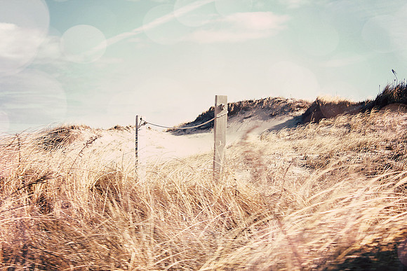 Sunny Day Dunes, Sandy Neck Beach, Barnstable, Cape Cod, Massachusetts