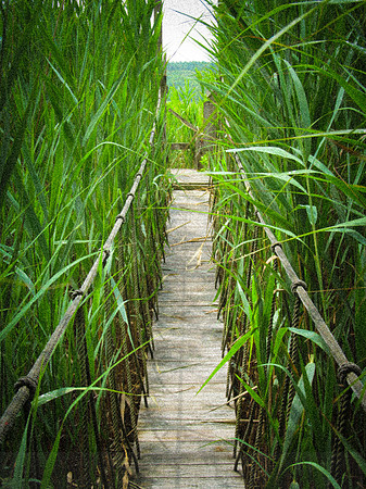 Rope Walk over Salt Water Marsh