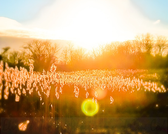 Salt_Marsh_12.20.11