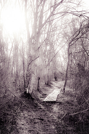 Naked Trees
