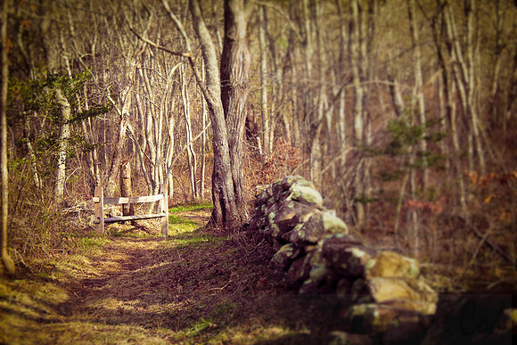 Barnstable Woodland Walk