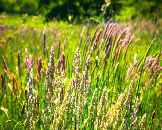 Martha's Vineyard Field of Wildflowers