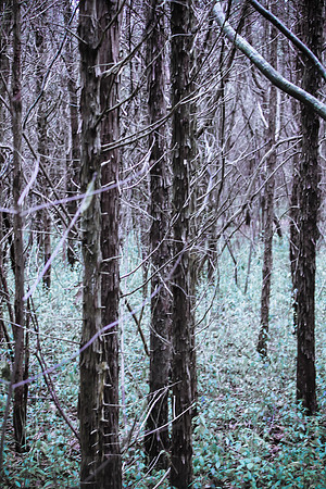 Glowing Tree line