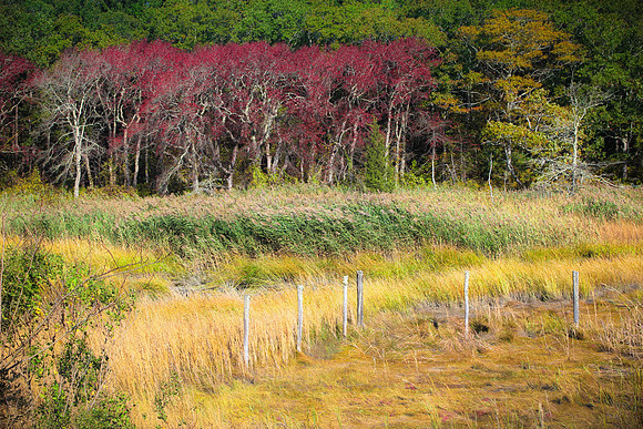 Cape Cod Landscape